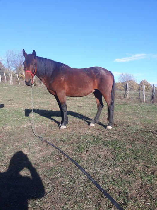 Vand Iapă  de  7 ani