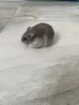 Vand pui hamster pitic