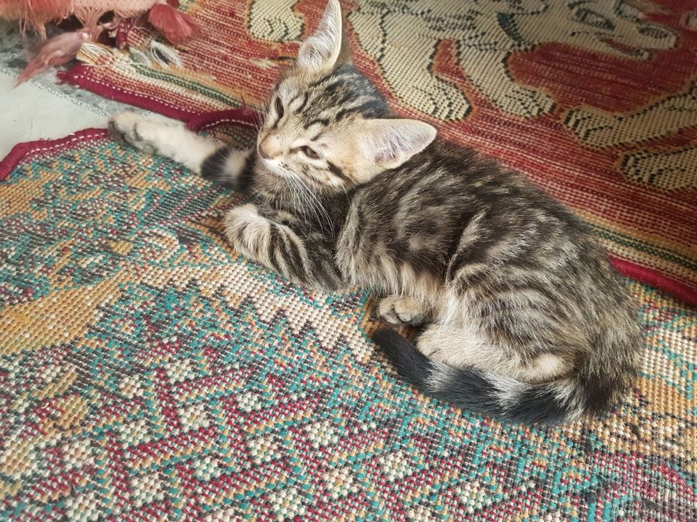 Котенок 2 месячные бесплатно