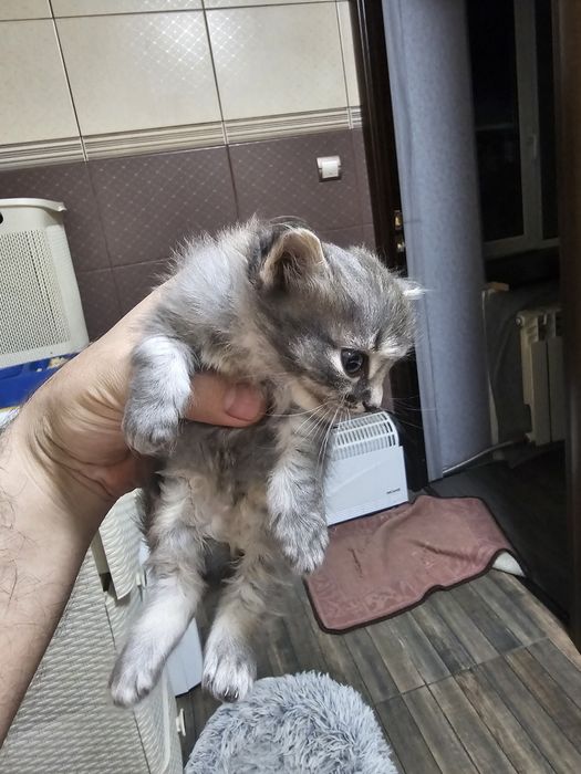 Котенок отдам ...