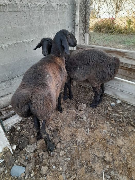 Қой. Семіз тоқтылар сатылады