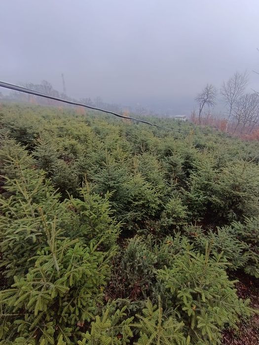 Vând Pomi de Crăciun Brad romanesc