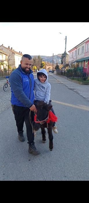 Vând un ponei de un an și 7 luni