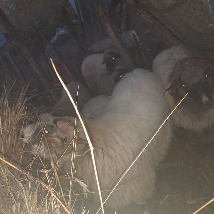 Vând berbec țurcan