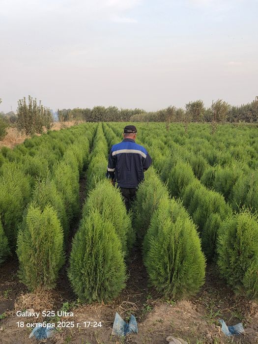 Туя камфак оптим нархда