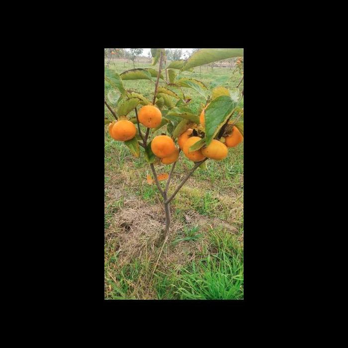 Pomi fructiferi.KAki, Rodiu/aclimatizati/anul 2.livram in toata tara