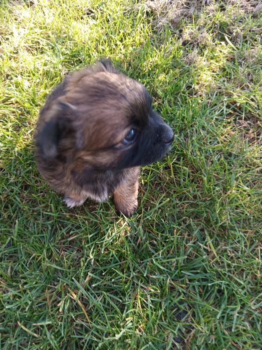 Cățeluș pechinez de vanzare