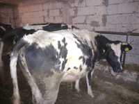 Vând Vaci de rasa baltata românească alb cu negru înscrise în COP