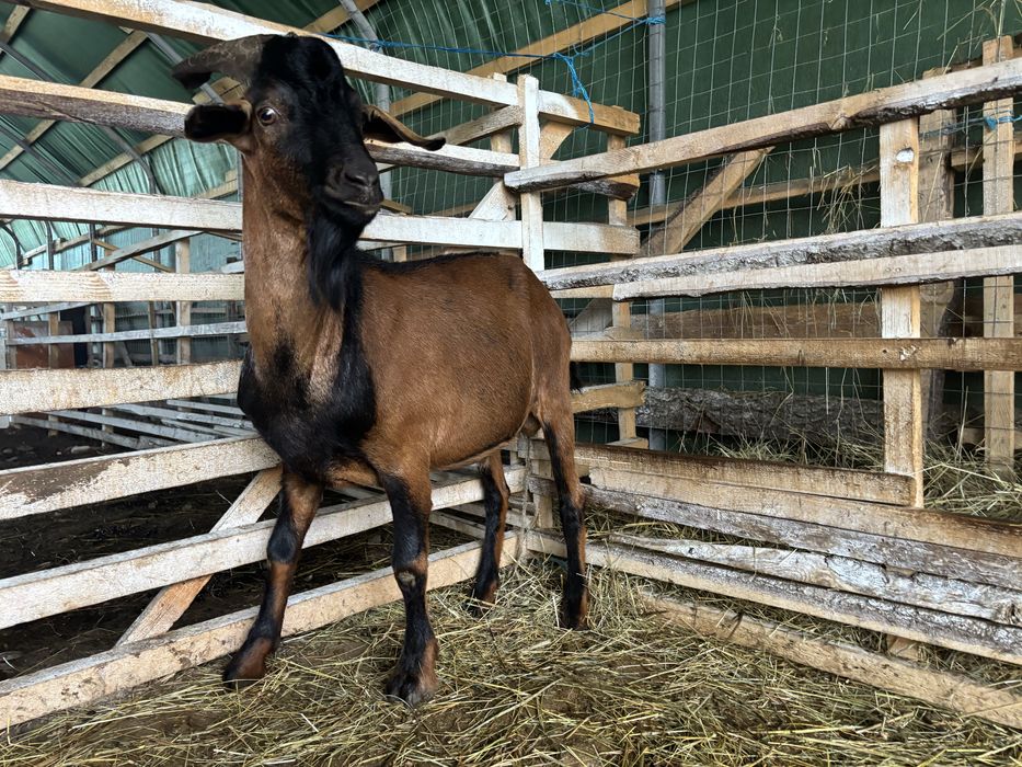 Țap de prăsilă, pentru monta