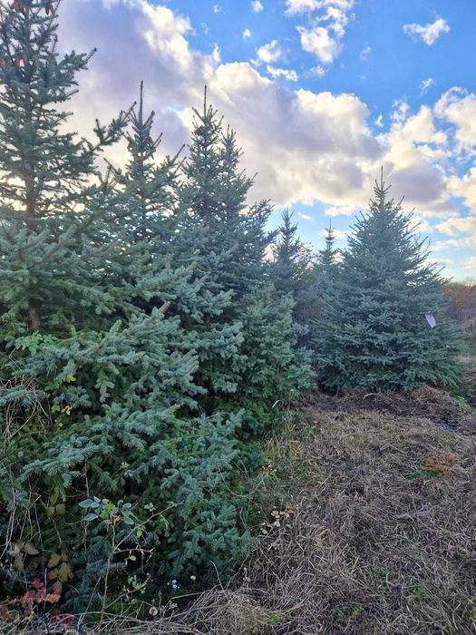 Brazi argintii, perfecti pentru sarbatori