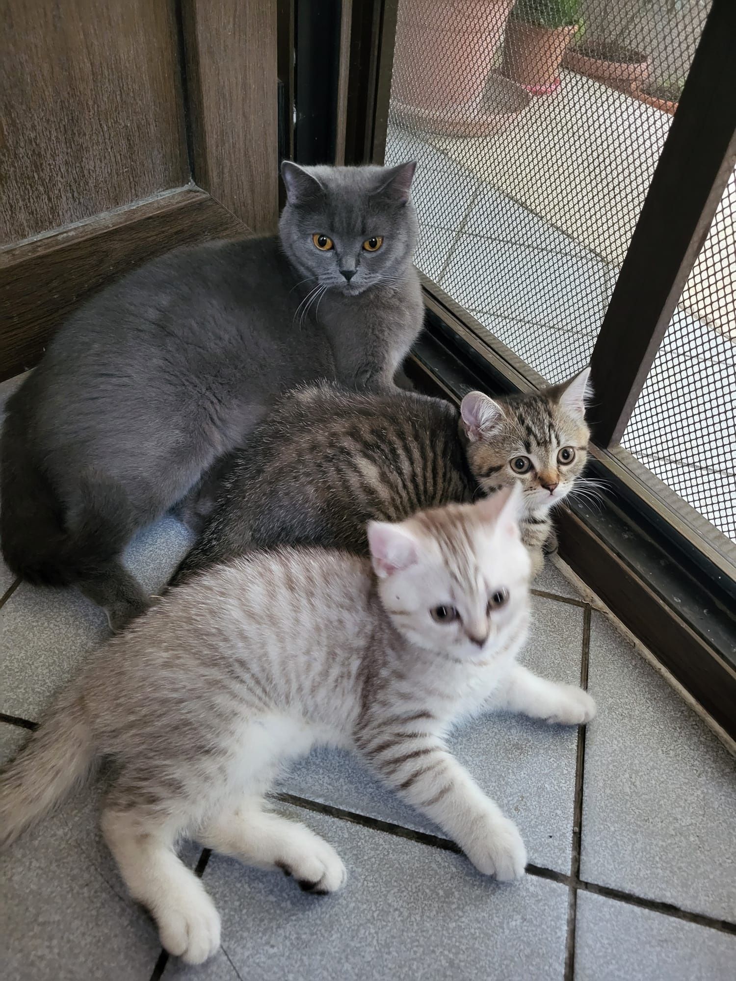 Pisoi British shorthair