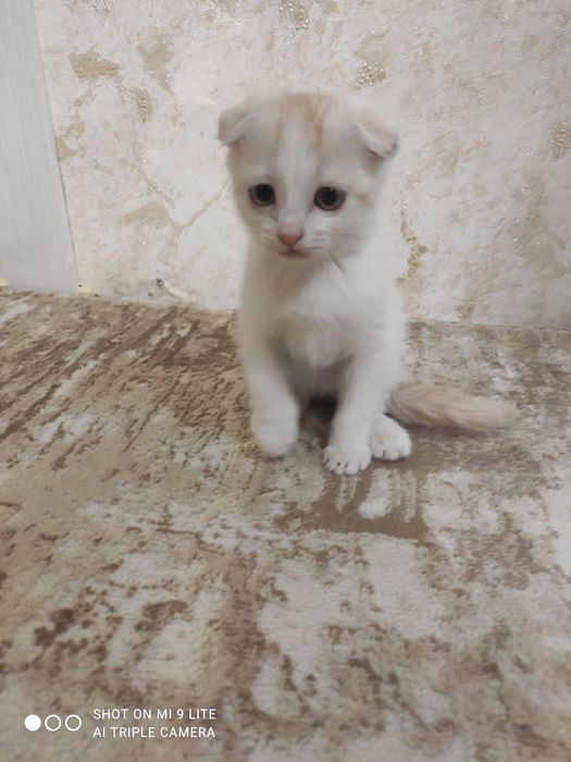 Мушукча огил бола скотиш фолд