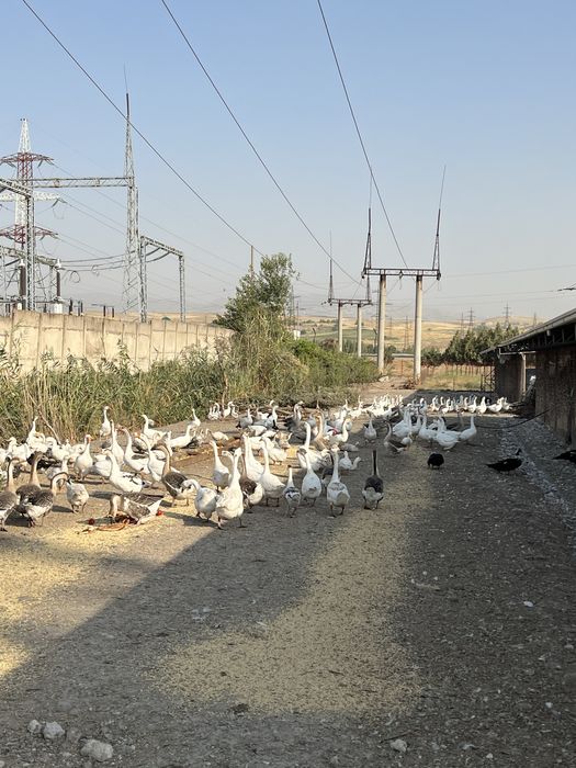 Гозлар сотилади оптом