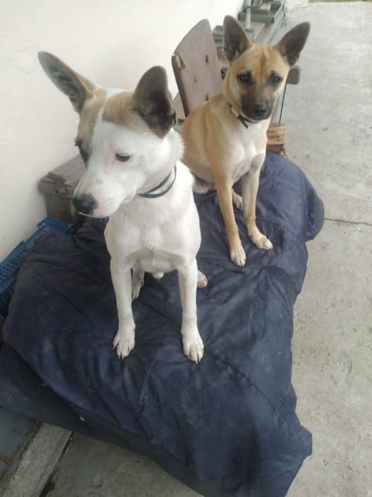 Собачки отдаются в добрые руки!