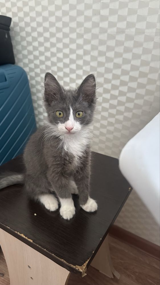 Котенок кішкентай Мысық