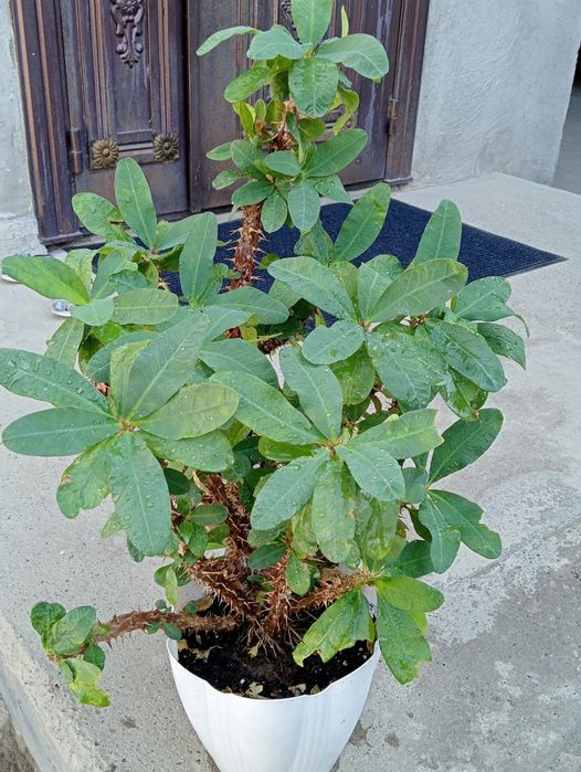 Продаётся цветы малачай