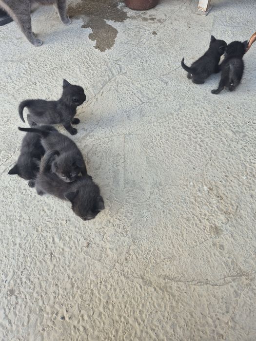 Котят бесплатно.