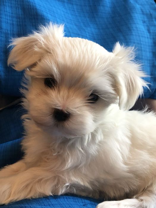 Bichon maltez alb