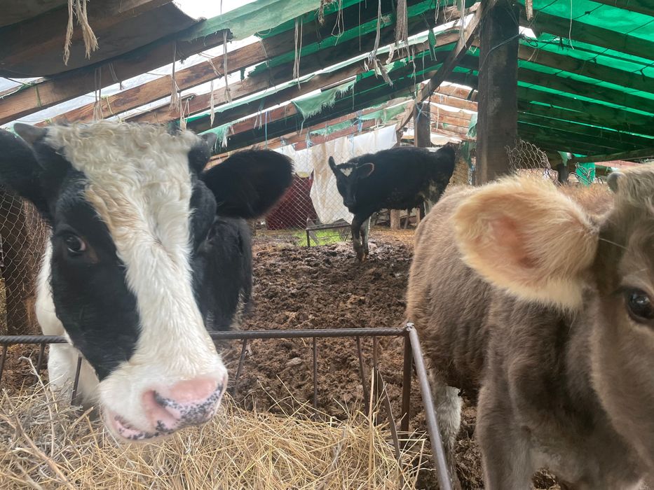 Спешно 3 телета мъжки