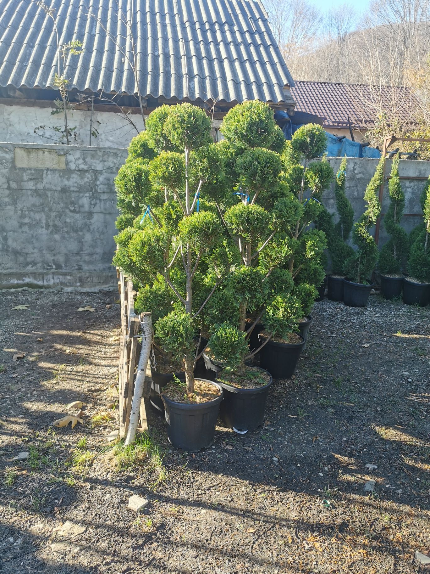 Tei platan mesteacăn catalpa brazi etc