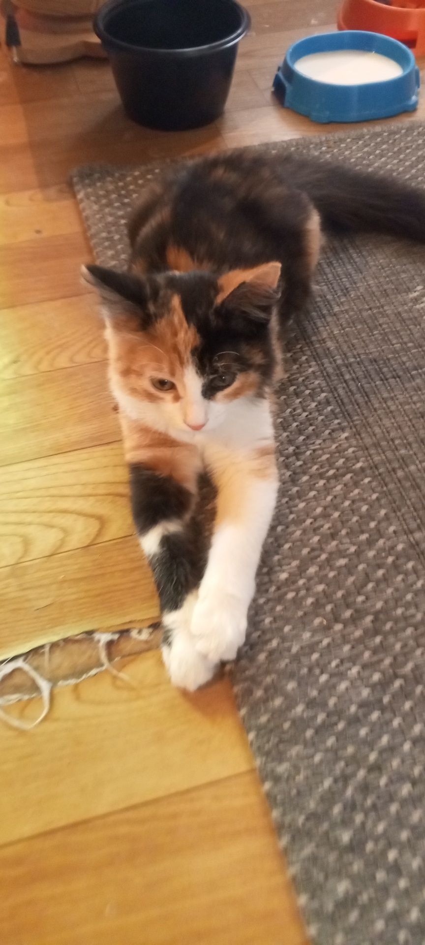 Котёнок, девочка отдам в добрые , хорошие руки!