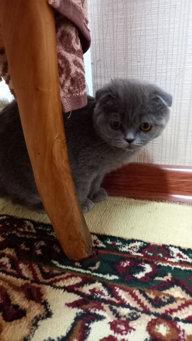 Британская кошка