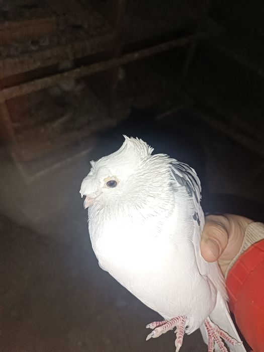 Продам бакиниц двухчубый голубка