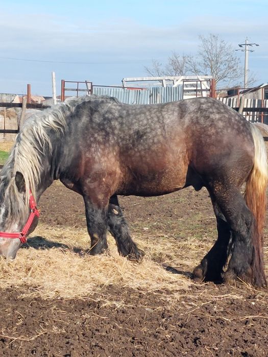 Armasar sur de 3 ani pentru monta.