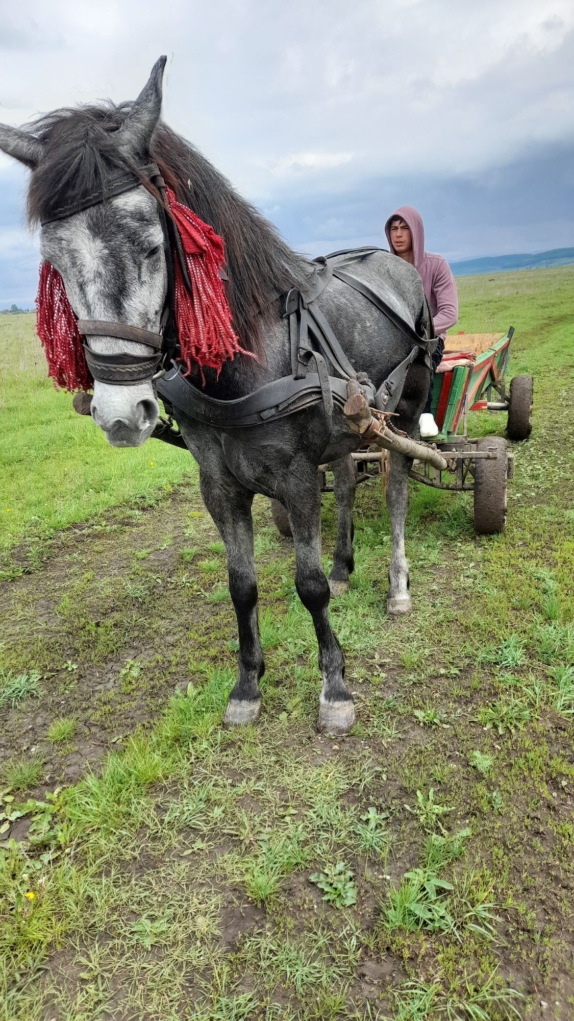 Mânz de vânzare de trei ani mere foarte bine în căruță e blând foarte