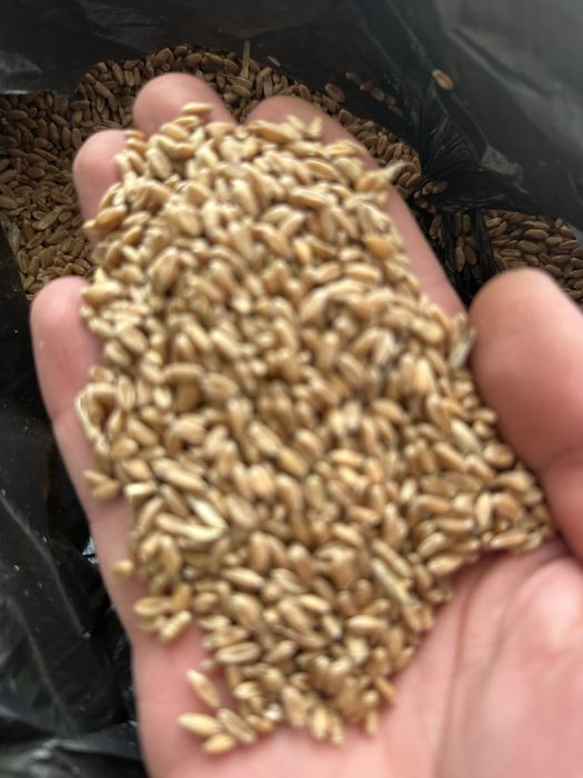 Продам пшеницу,отходы ,ячмень,овес в мешках и россыпью