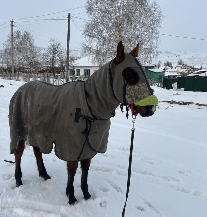 1,5жасар тай сатылады