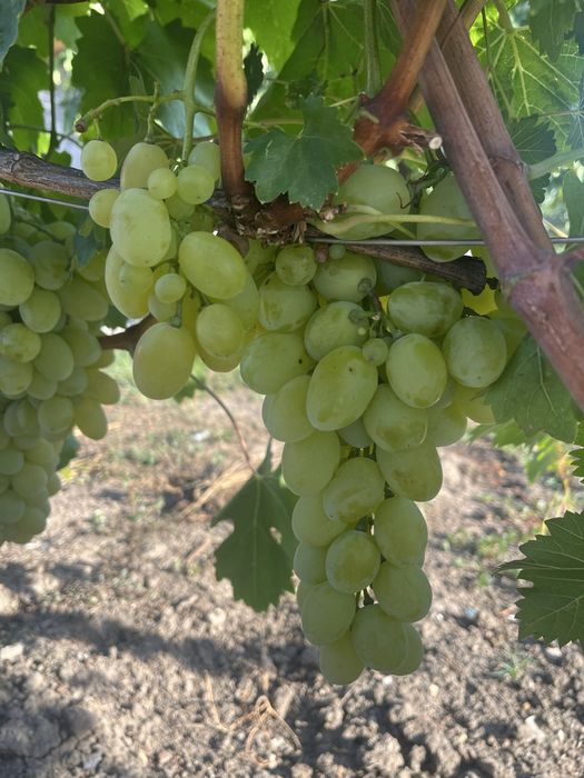 Struguri  de vin