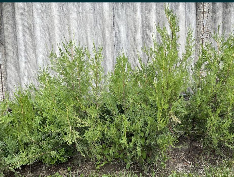 Vand braduti tuia de gradina