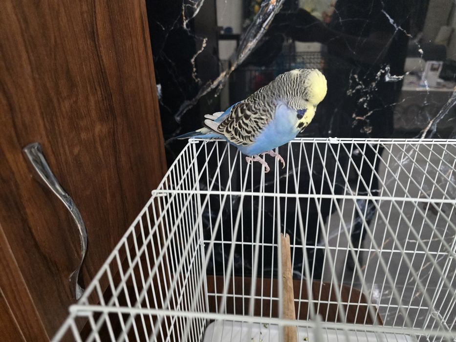 Попугай вол волнистик ручной