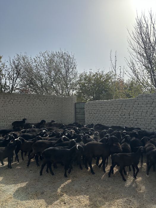 Qassob servis qassob xizmati pokiza va xalol