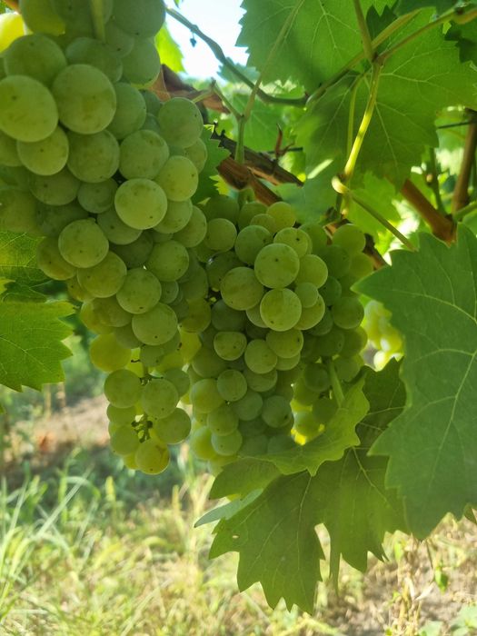 Struguri de vanzare, plantatie proprie