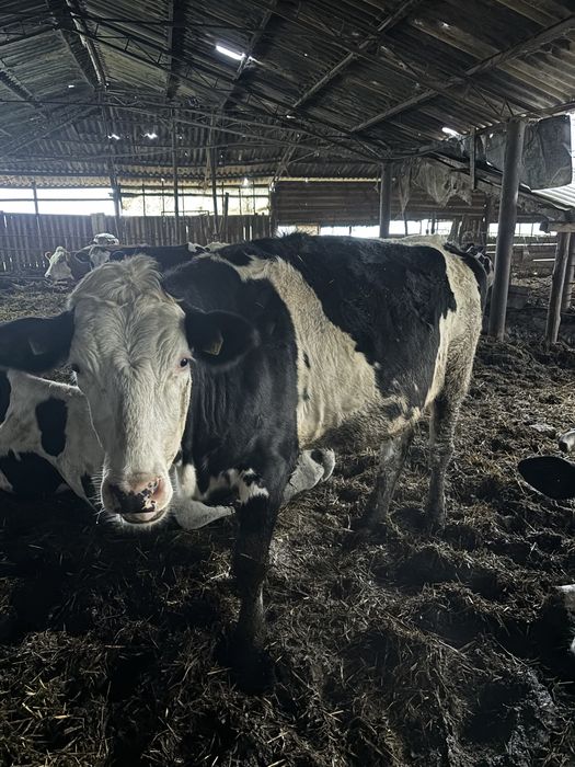 Juninci holstein gestante