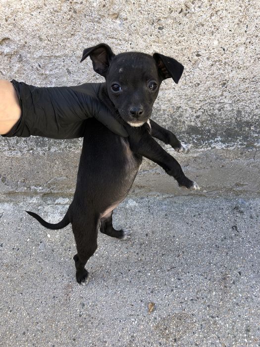 Кученца пинчери ….