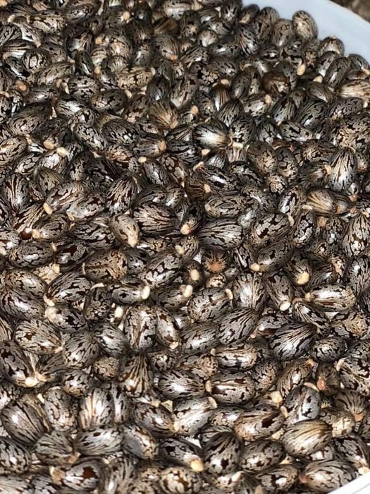 Seminte de ricin