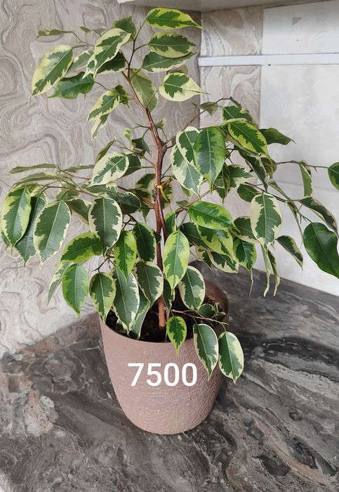 Продам комнатные цветы: "Голоден Кинг", фикус "Бенджамина"