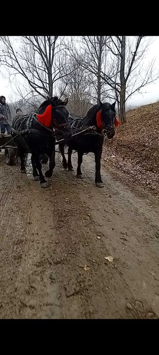 Vând mânză de 2 ani!