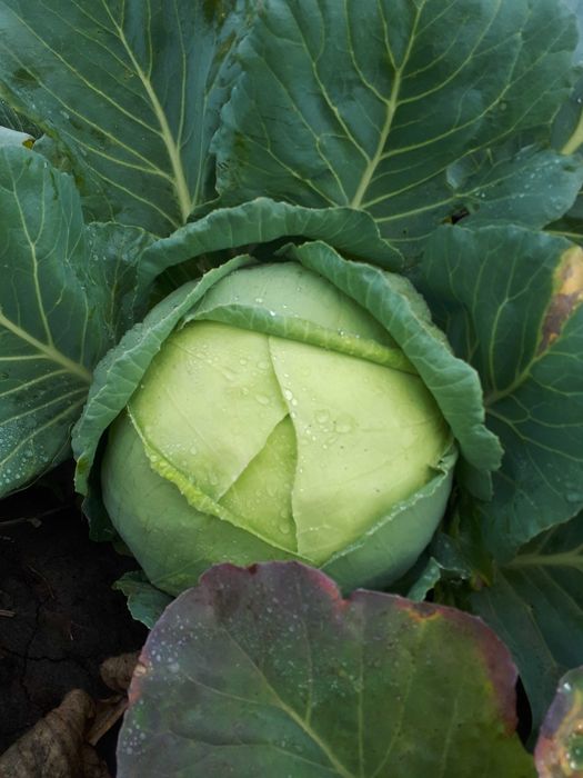 Vând varză de Buzău