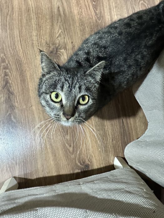 Mushuk qizcha aqilli garshok biladi