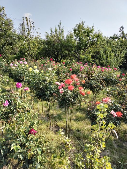 Trandafiri pomișori monocolori,bicolori,tricolori,cățărători,,curgator