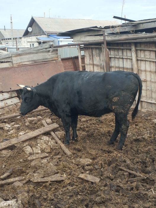 Продам телку стельную