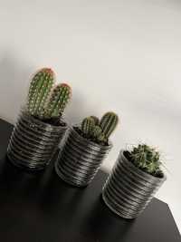 Cactusi in ghiveci de sticla