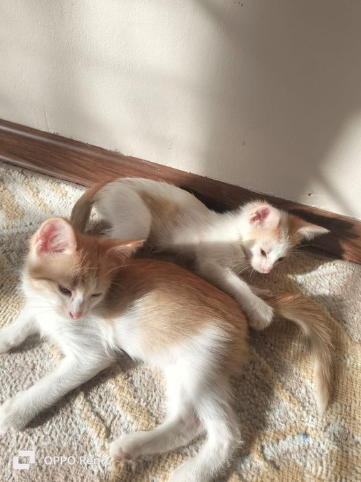 Котята мальчики ищут дом