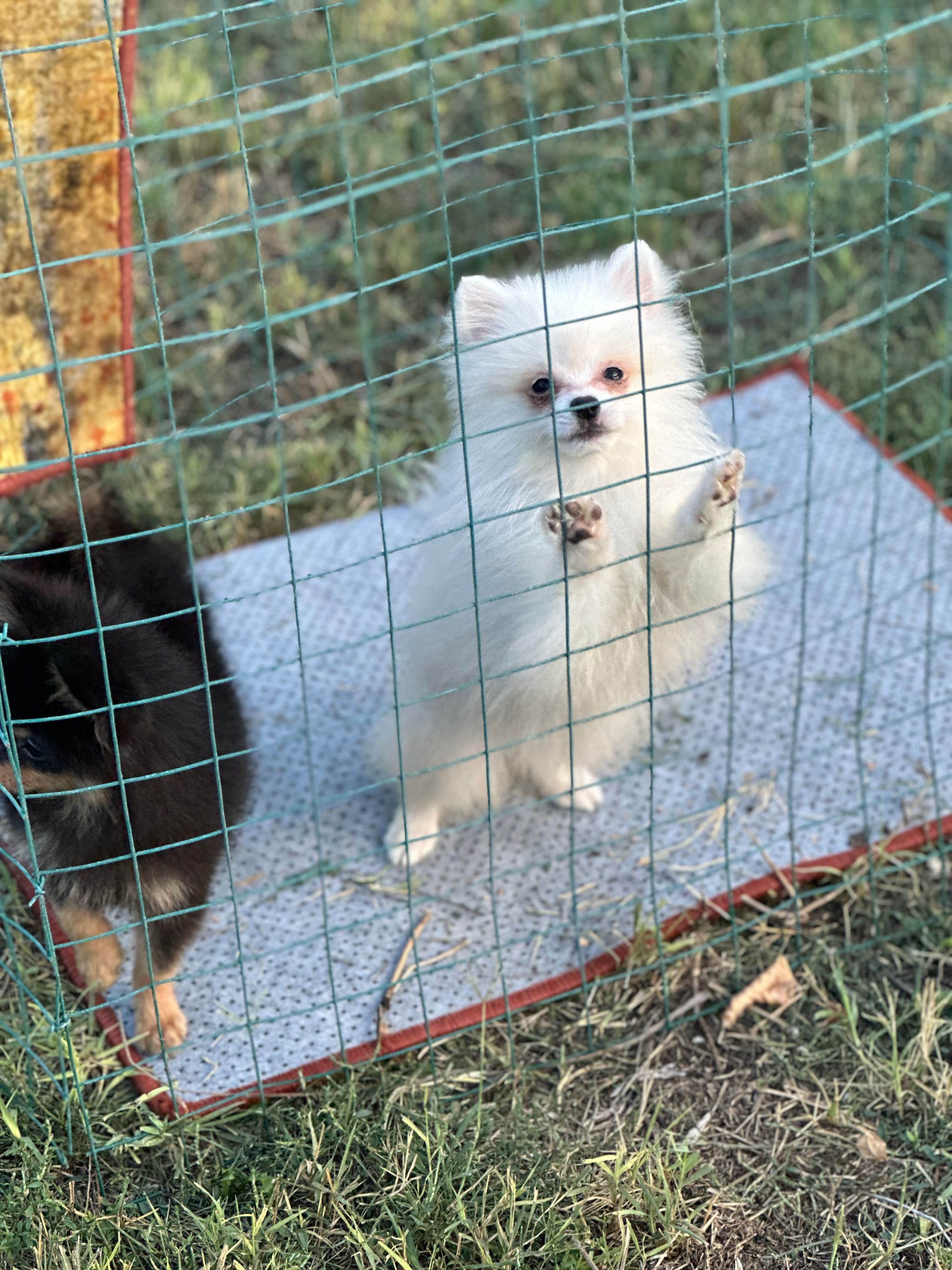 Померани момчета