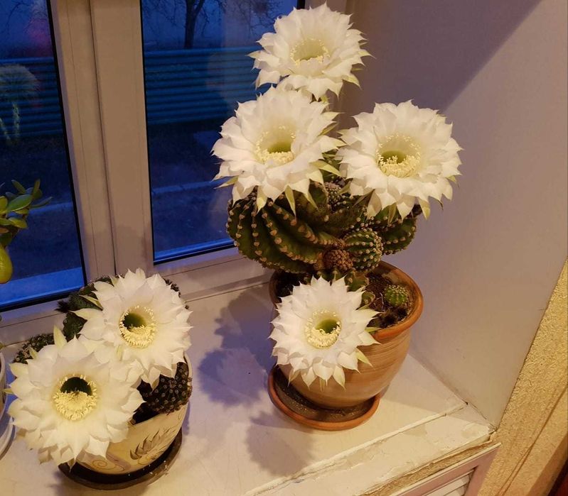 Продам кактусы цветущие (детки), будут цвести как на фото. 500 тг
