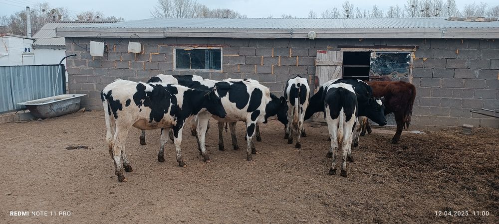 Голштинской породы